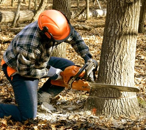 Tree Removal in Broadford, VA